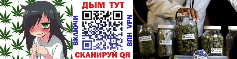 купить наркоту  Острогожск  Канабис сатива 